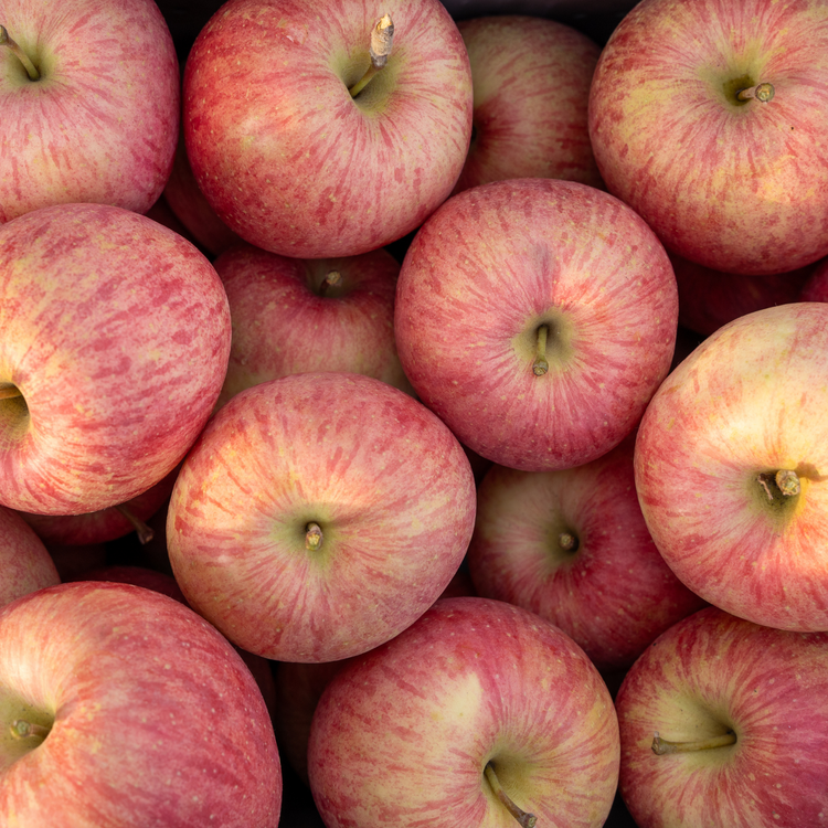 2【贈答用】サンふじ・ぐんま名月10キロ(28〜40玉)