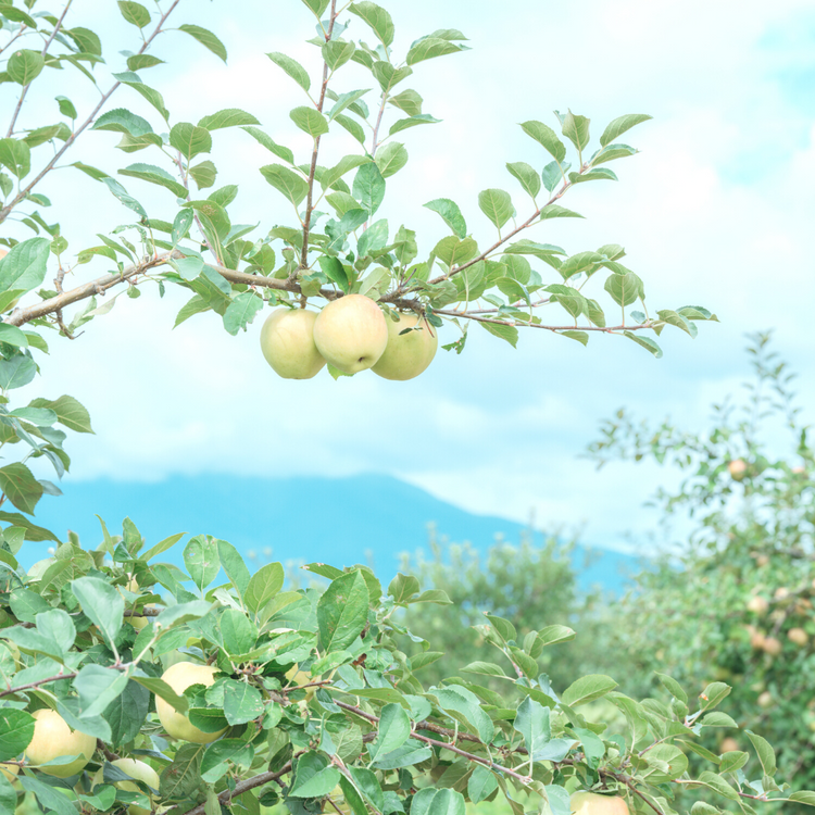 12【家庭用】サンふじ3キロ(6〜10玉)