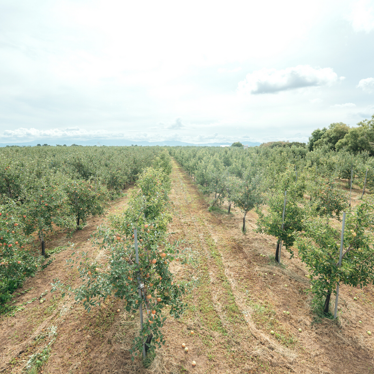 12【家庭用】サンふじ3キロ(6〜10玉)